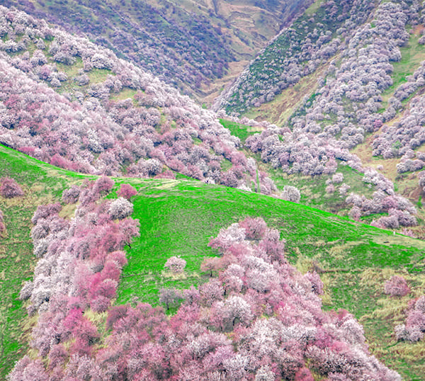 吐爾根杏花溝