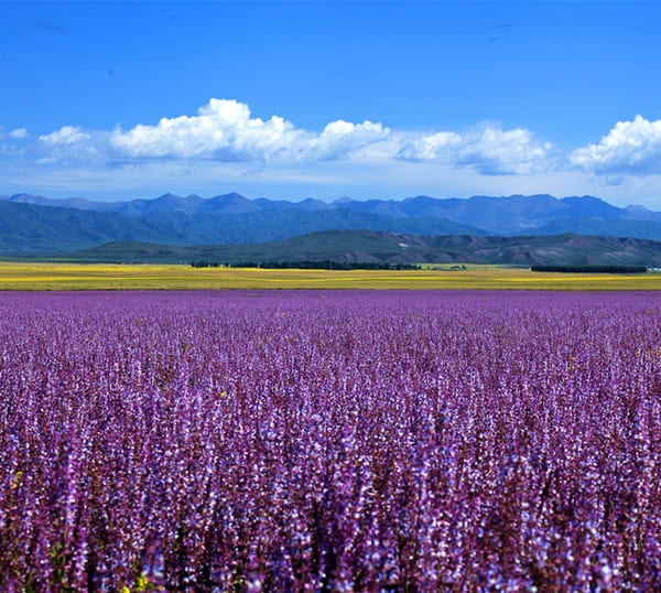 霍城薰衣草
