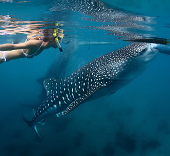 宿霧海底總動員.
鯨鯊共舞.墨寶沙丁魚風暴+海龜共遊5日
宿霧海底總動員.
鯨鯊共舞.墨寶沙丁魚風暴+海龜共遊5日