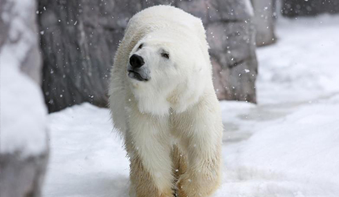 /material-alias/theme/japan/artimg/北海道/旭山動物園.jpg