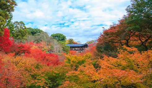 /material-alias/theme/japan/artimg/鐵道/490_285京都東福寺.jpg