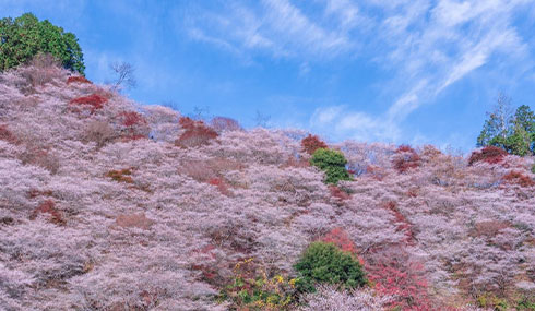 /material-alias/theme/japan/artimg/鐵道/490_285小原四季櫻.jpg