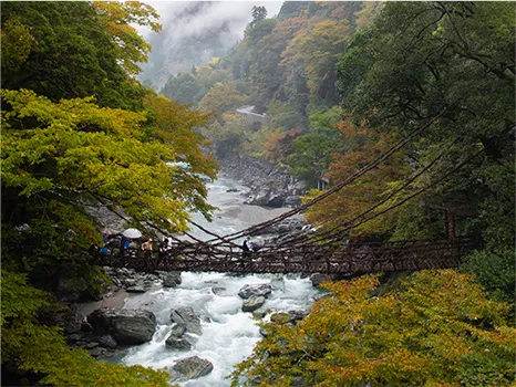 祖谷溪葛藤橋