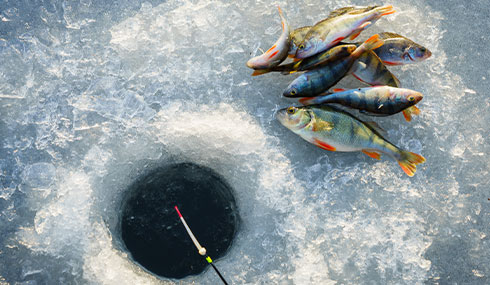 /material-alias/theme/korea/img/滑雪.冰釣/490_285鱒魚冰釣.jpg