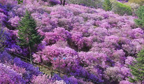/material-alias/theme/korea/img/首爾/490_285首爾馬遠山杜鵑花.jpg