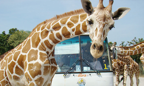 北碧秘境、Sarafi 動物園五日