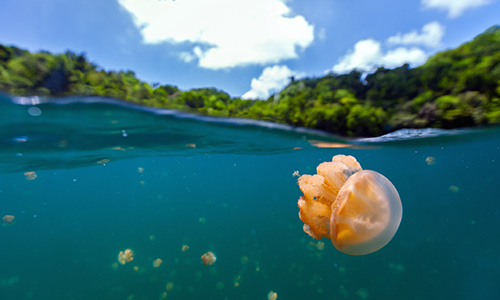 /material-alias/theme/palau/webpics/9097.jpg