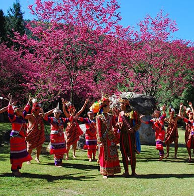 九族櫻花祭