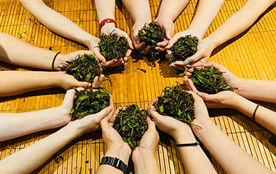 Hohocha喝喝茶